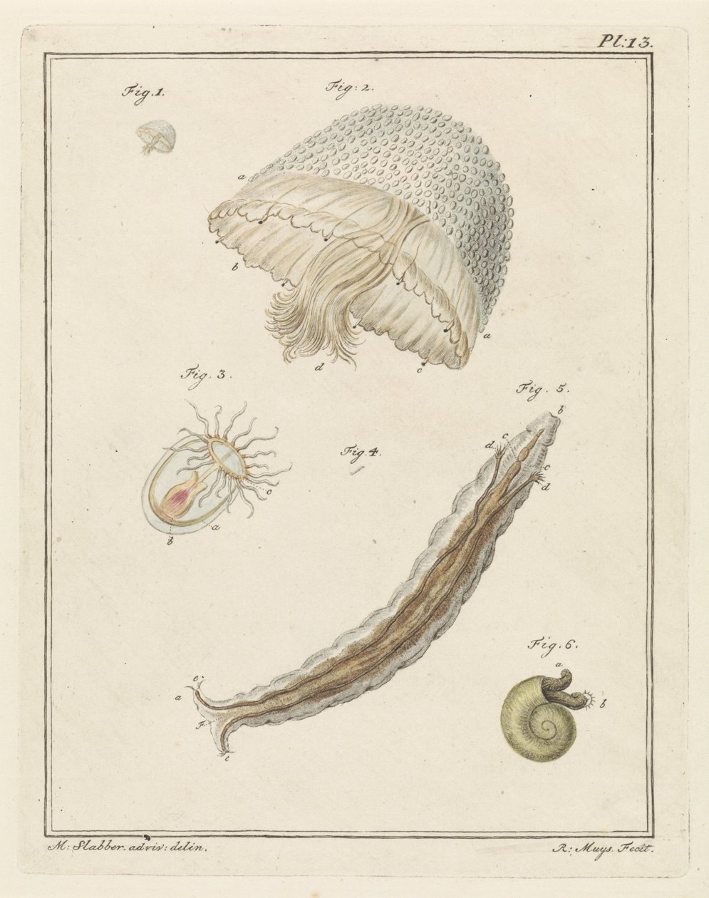 さまざまな海の生き物 作： ロバート・ミュイス