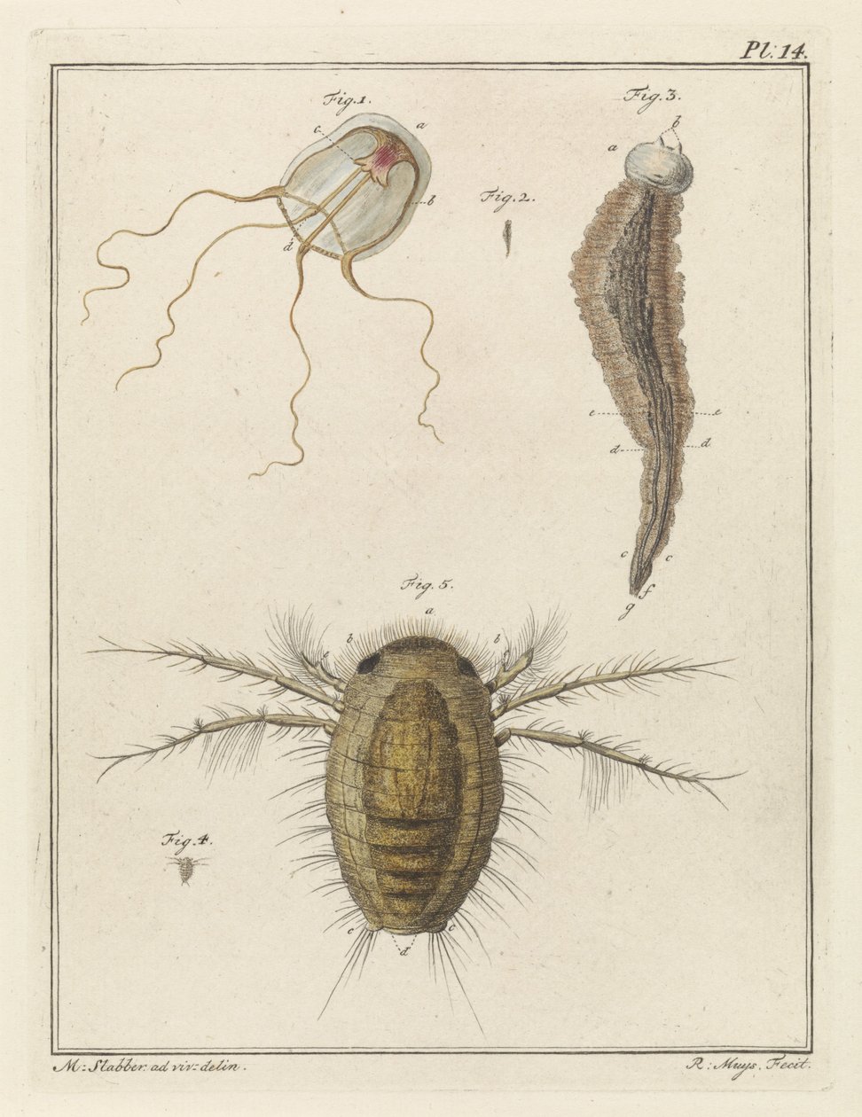 さまざまな海の生き物 作： ロバート・ミュイス