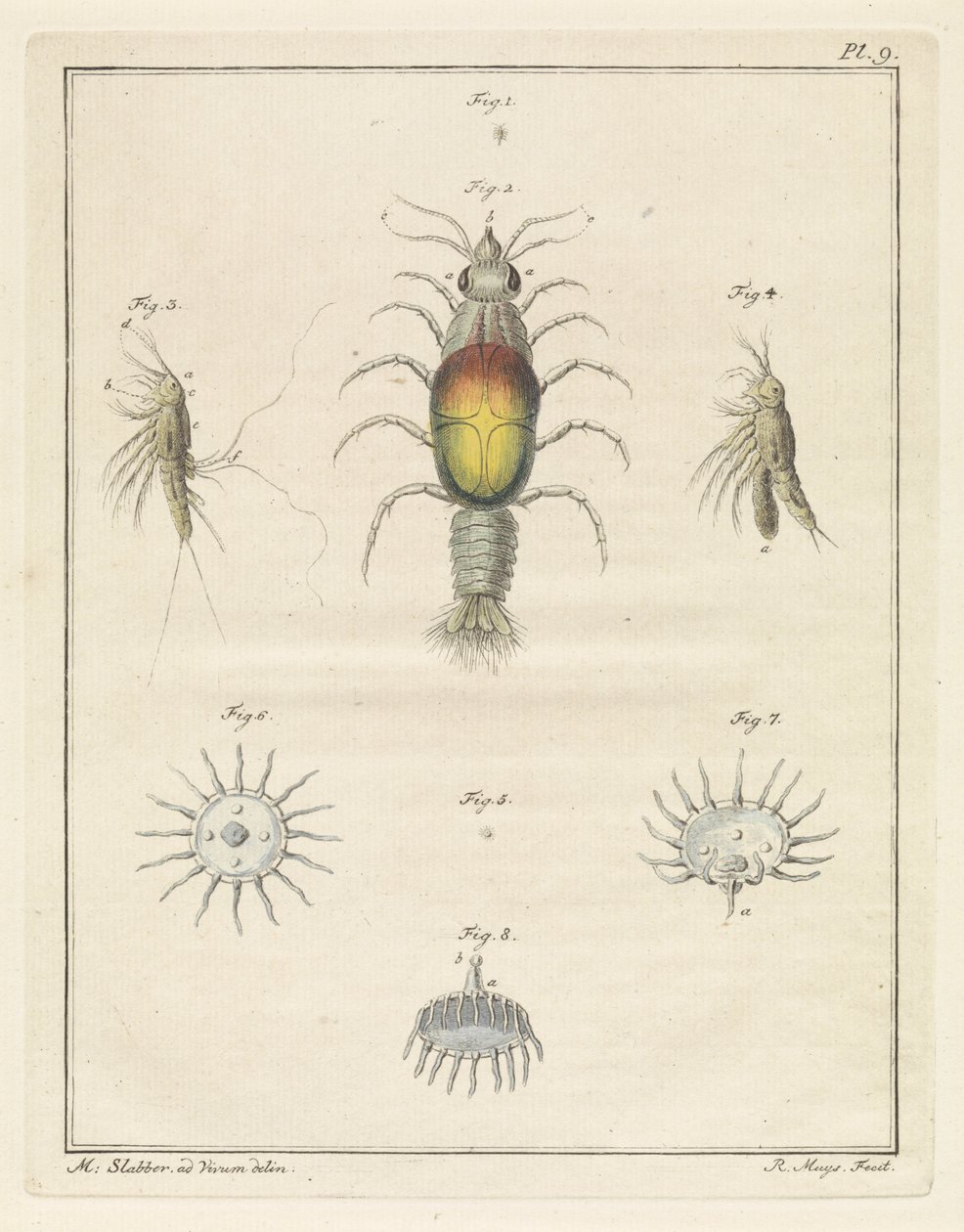 さまざまな海の生き物 作： ロバート・ミュイス