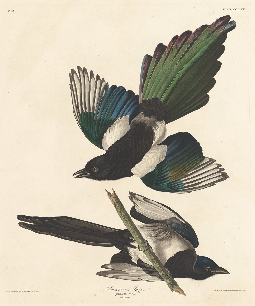 アメリカカササギ、1837 年。 作： ロバート・ハベル
