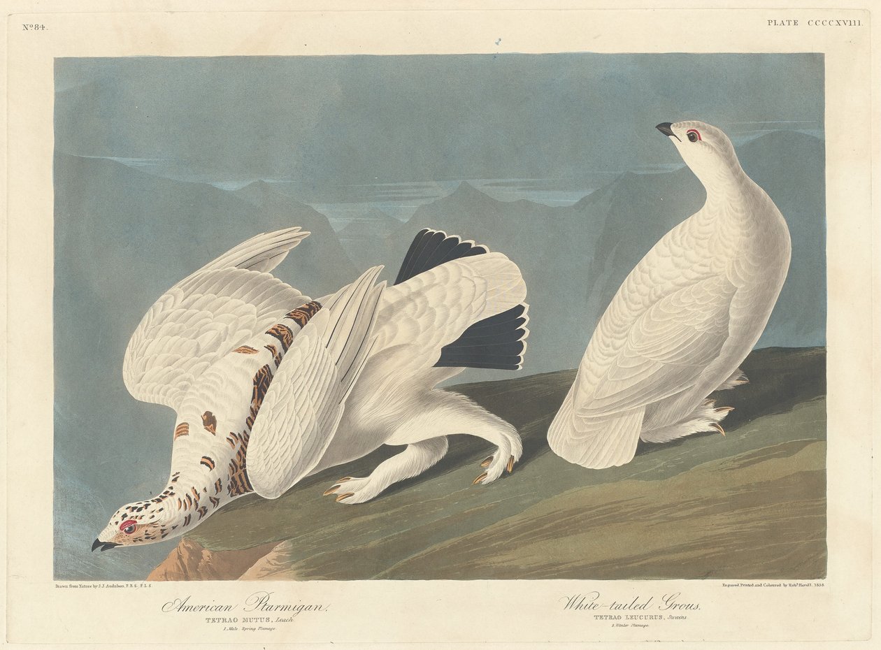 アメリカライチョウとオジロライチョウ、1838 年。 作： ロバート・ハベル