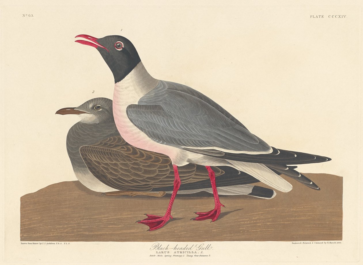 ユリカモメ、1836 年。 作： ロバート・ハベル