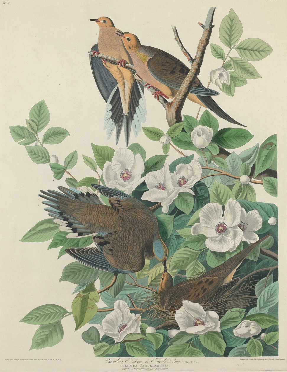 カロライナ ピジョンまたはカメ鳩、1827 年。 作： ロバート・ハベル