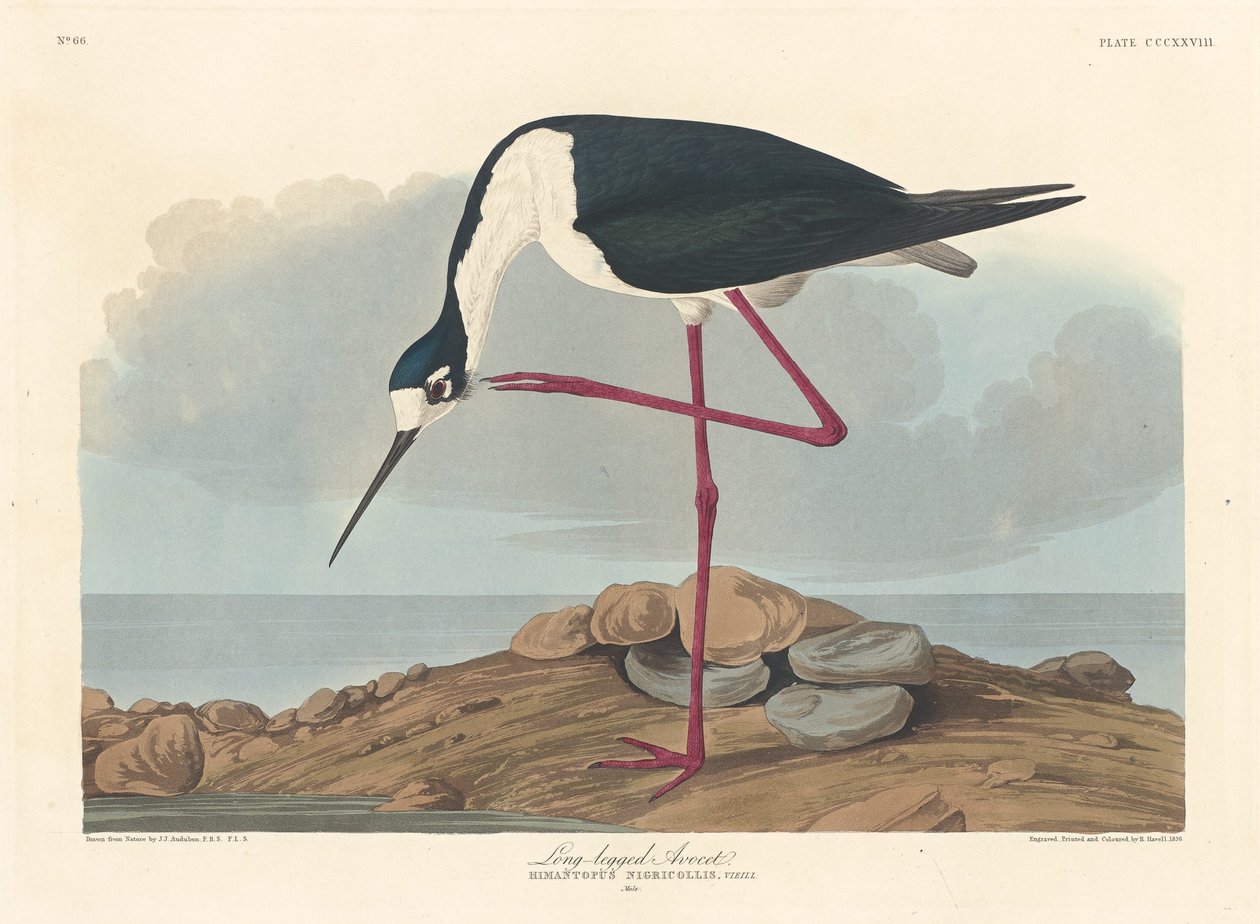 Long-legged Avocet, 1836.    1153969   ja       japanese Successfully Translated  Original: Staircase Translat: Staircase 1300717 ja japanese Successfully Translated Original: Jean Besly Translat: Jean Besly 1238220 ja japanese Successfully Translated Orig 作： ロバート・ハベル