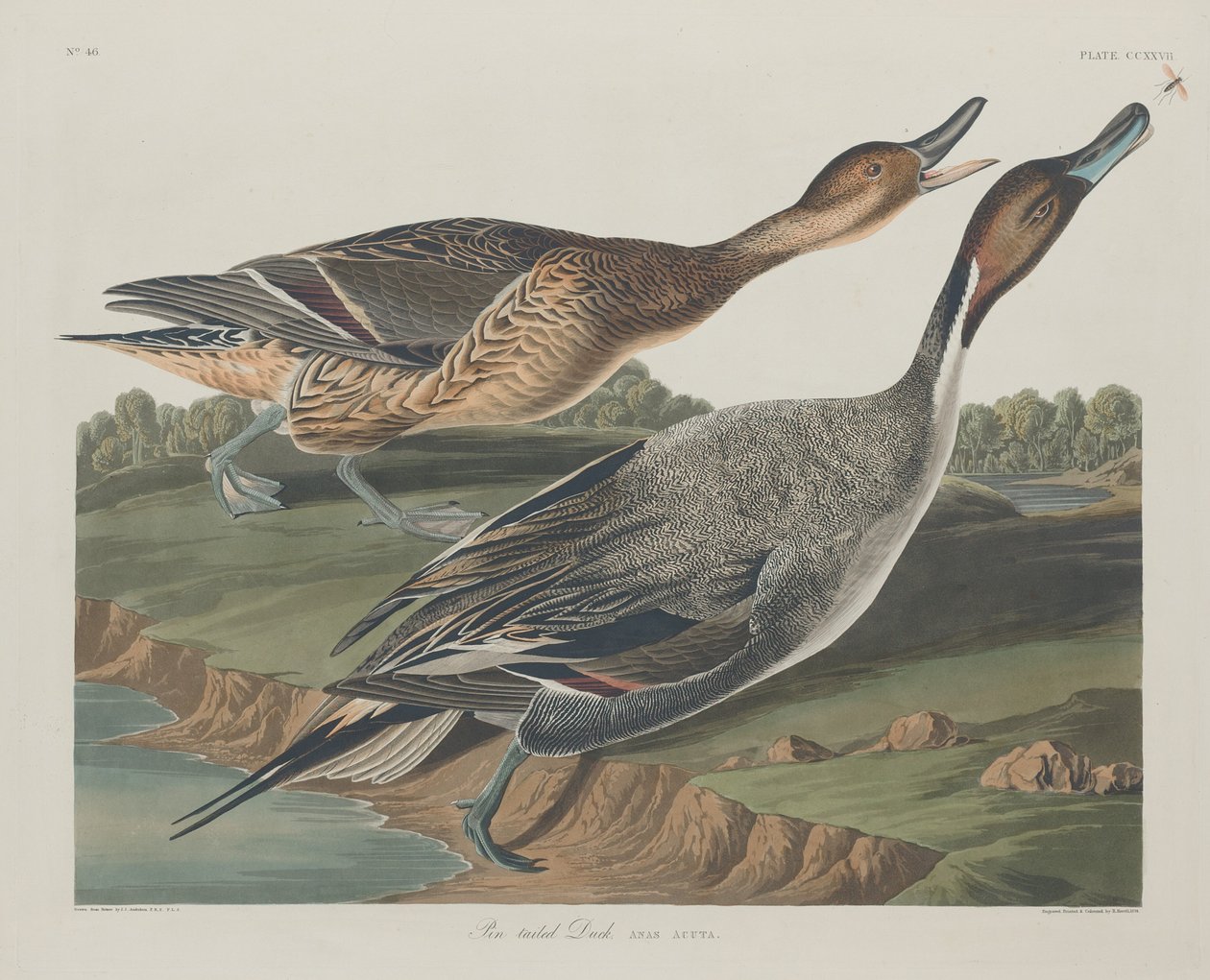 オナガガモ、1834 年。 作： ロバート・ハベル