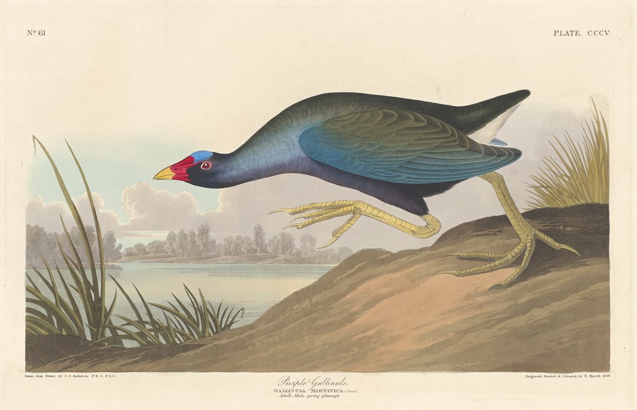 紫ガリヌル、1836年。 作： ロバート・ハベル