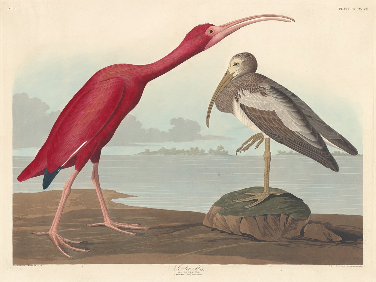 ショウジョウトキ、1837 年。 作： ロバート・ハベル