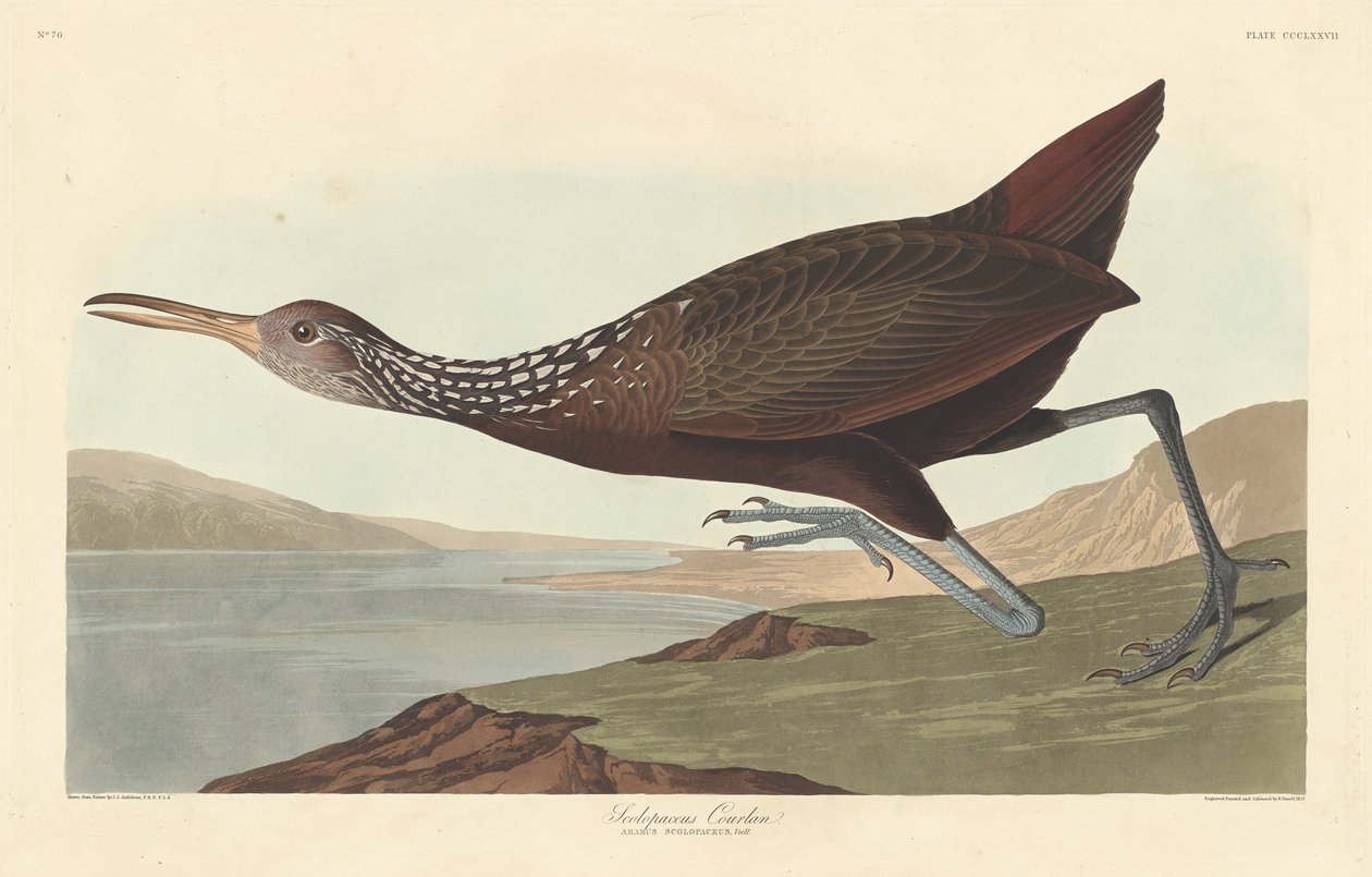 Scolopaceus Courlan、1837年。 作： ロバート・ハベル