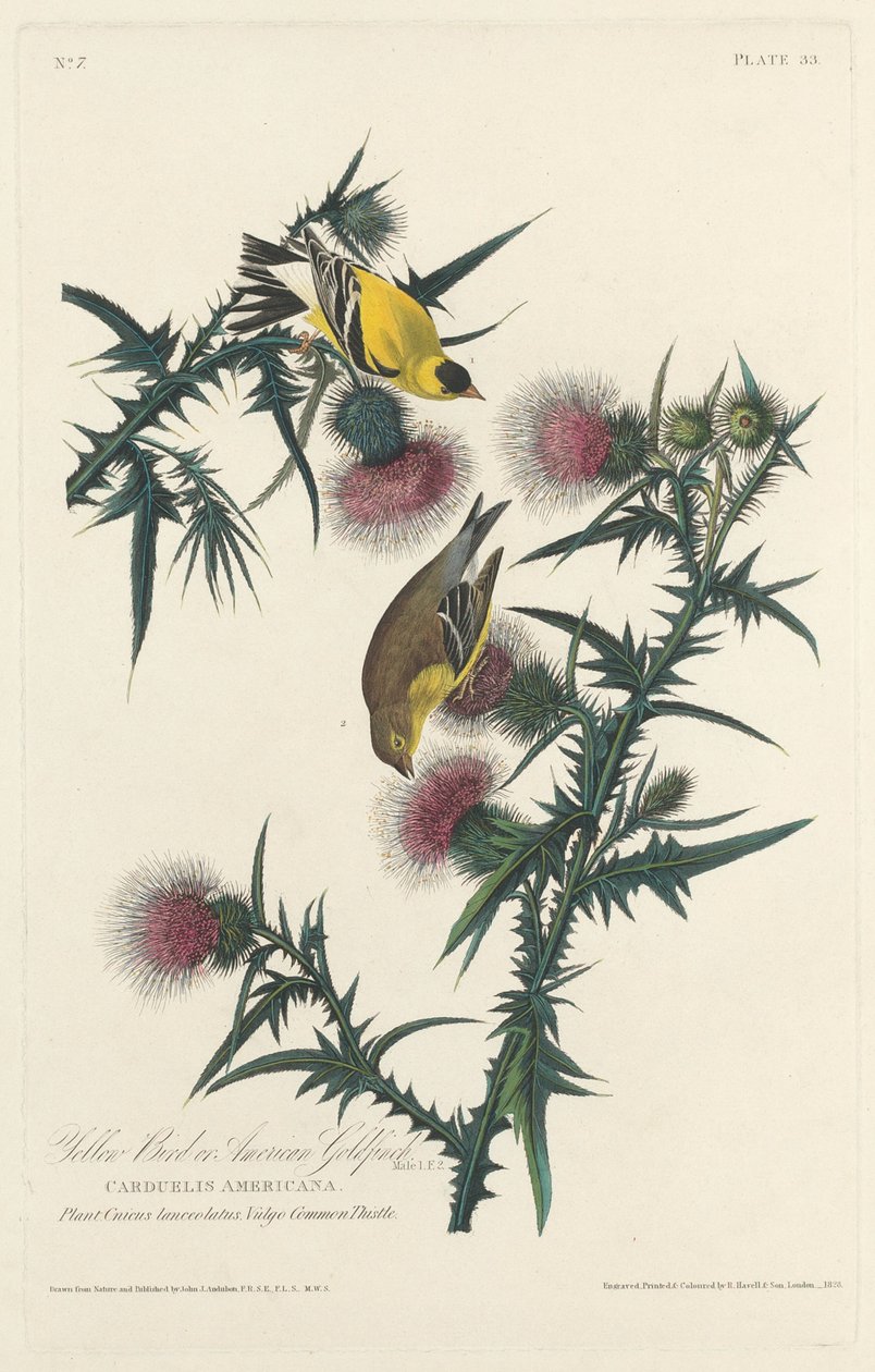 黄色い鳥またはアメリカのゴシキヒワ、1828年。 作： ロバート・ハベル