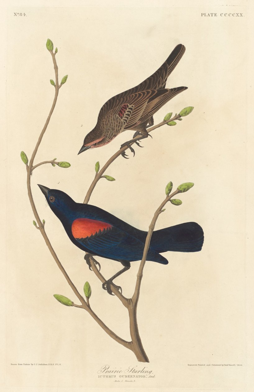 Prairie Starling   1250121   ja       japanese Successfully Translated  Original: The Unsafe Tenement Translat: The Unsafe Tenement 1298340 ja japanese Successfully Translated Original: Une Matinée dHiver au Quai de lHôtel-Dieu Winter Morning on the Quai d 作： ジョン・ジェームズ・オーデュボンの後のロバート・ハヴェル