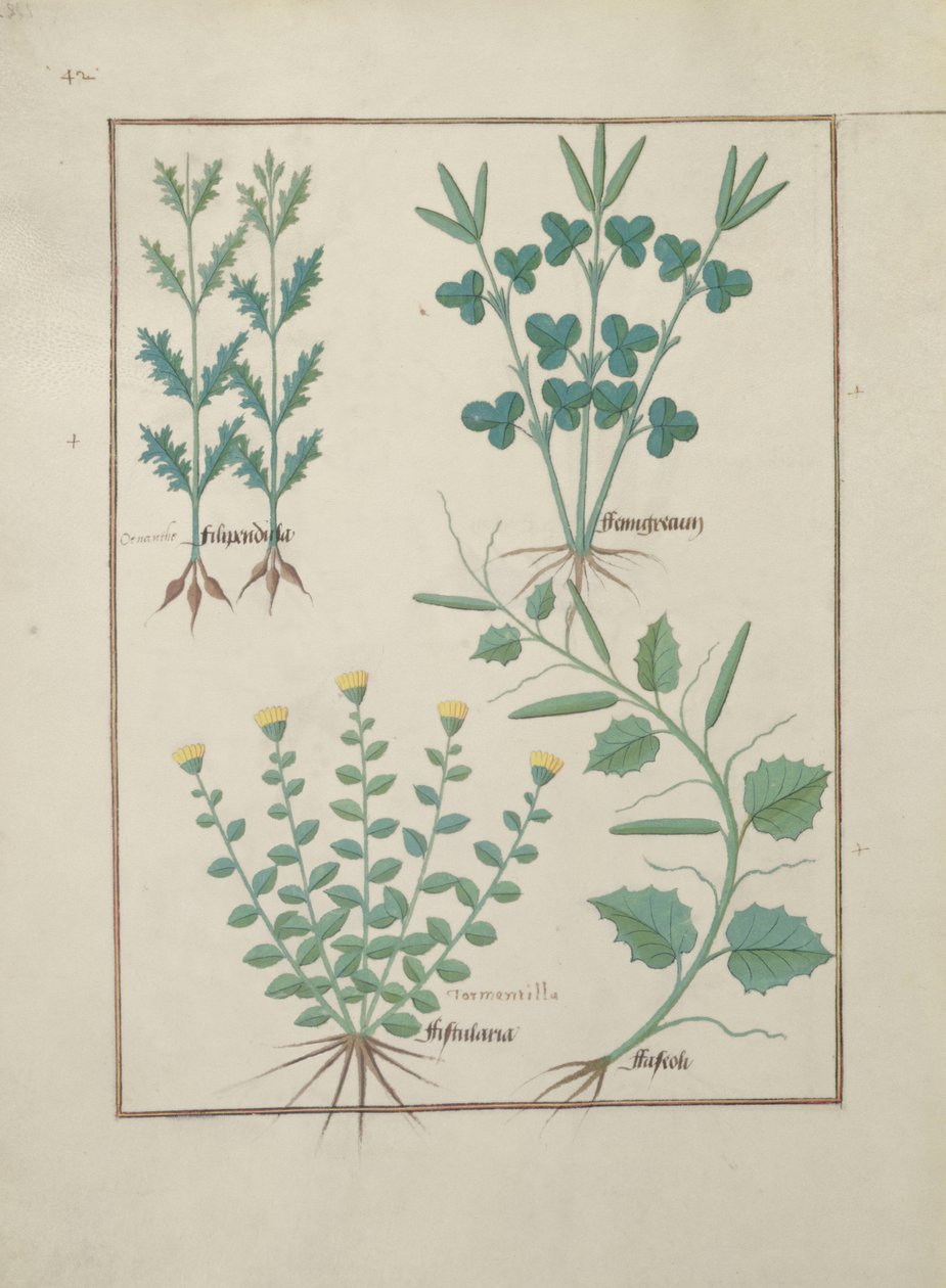 Ms Fr. Fv VI＃1 f.132v上段：フィリピン。下の列：FistulariaとFaseolus、 『The Book of Simple Medicines』のイラスト、Mattheaus Platearius（dc1161）c.1470 作： ロビネット・テスタード