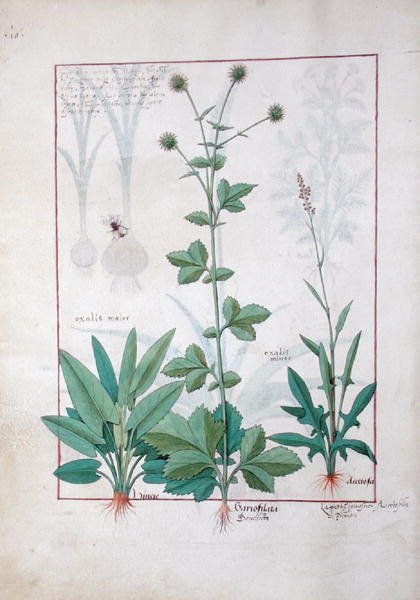 Ms Fr. Fv VI＃1 fol.119v Sorrel and Gariofilata（Benedicta Wood）illustration from the Book of Simple Medicines by Mattheaus Platearius（dc1161）c.1470 作： ロビネット・テスタード