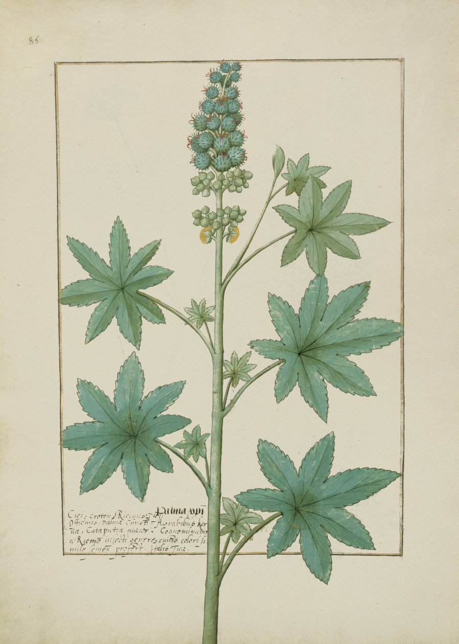 Ms Fr. Fv VI＃1 fol.154v Mattheaus Platearius（dc1161）c.1470による単純な薬の本のイラスト 作： ロビネット・テスタード
