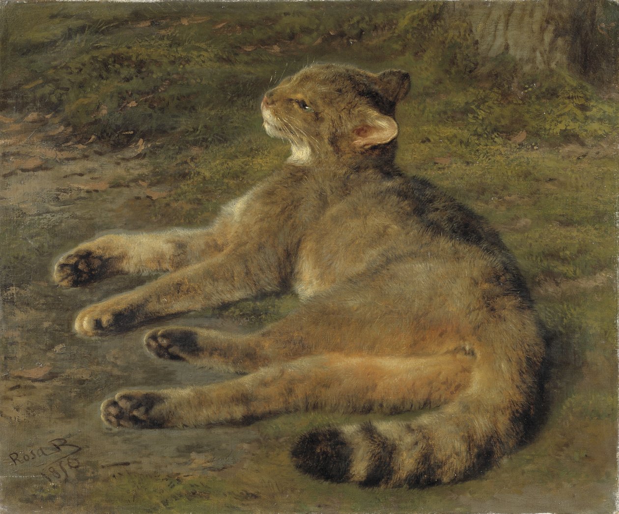 ワイルドキャット、1850 作： ピンクボヌール