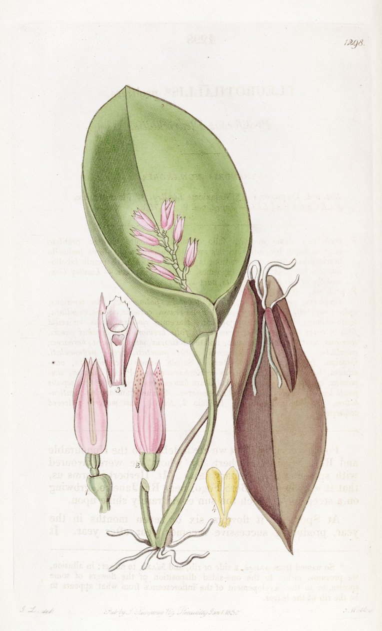 Acianthera prolifera（syn。Pleurothallis proliferaとして） 作： S.ワッツ
