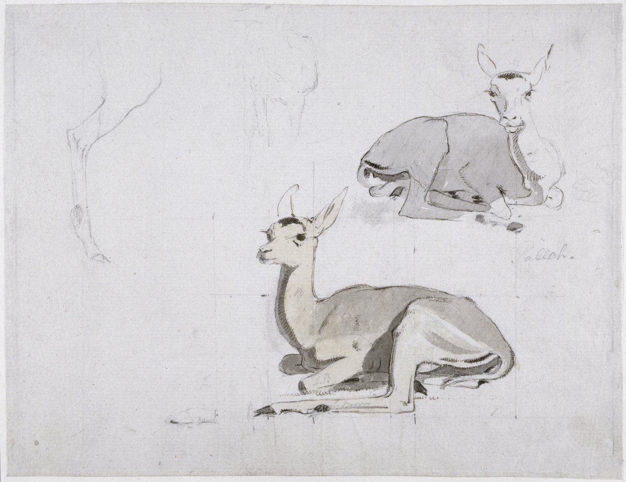 若いPallah Deer Deer Restingの研究、1802年（紙と紙とグラファイト） 作： サミュエル・ダニエル