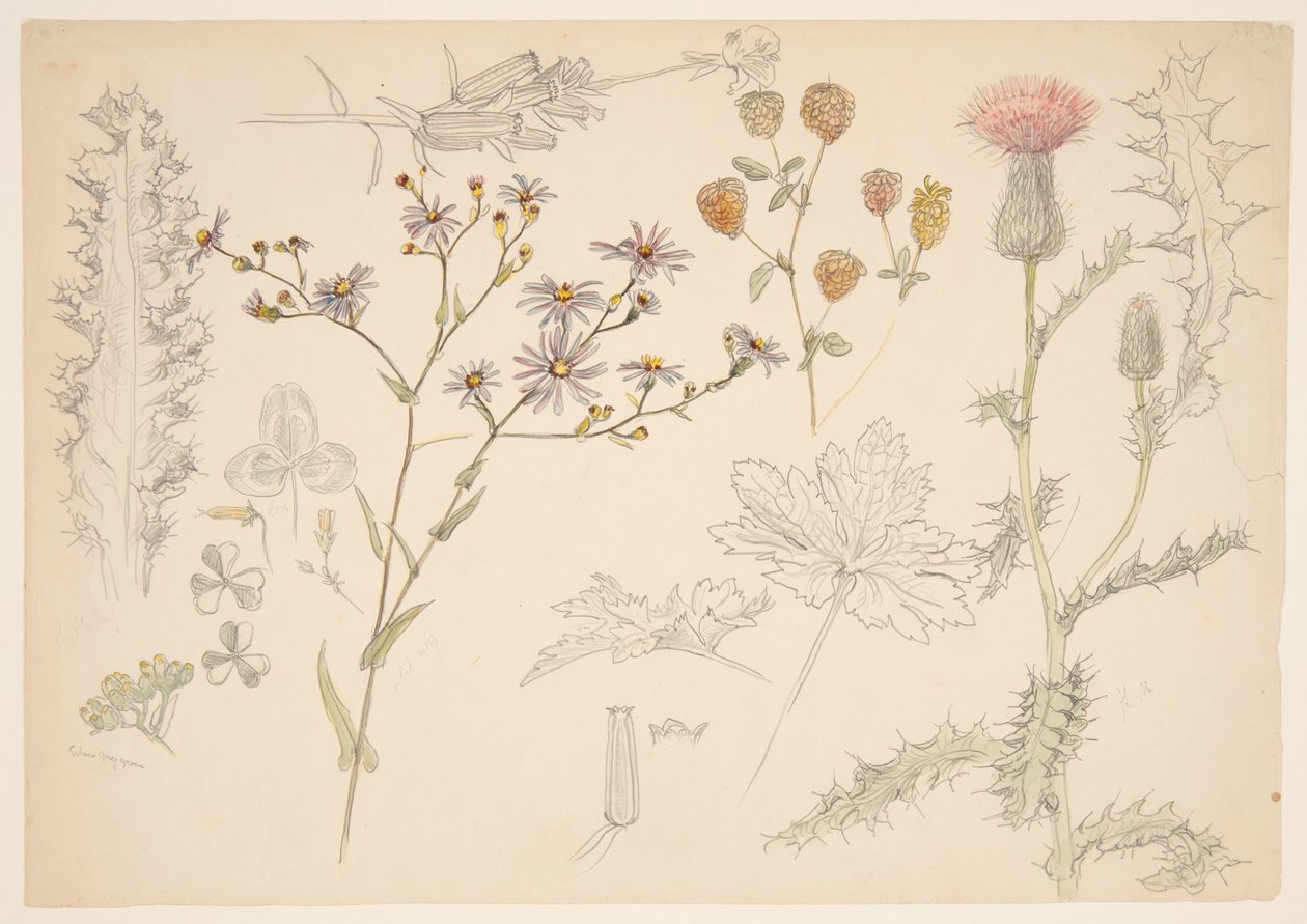 草原の花の研究 作： サミュエル・コルマン