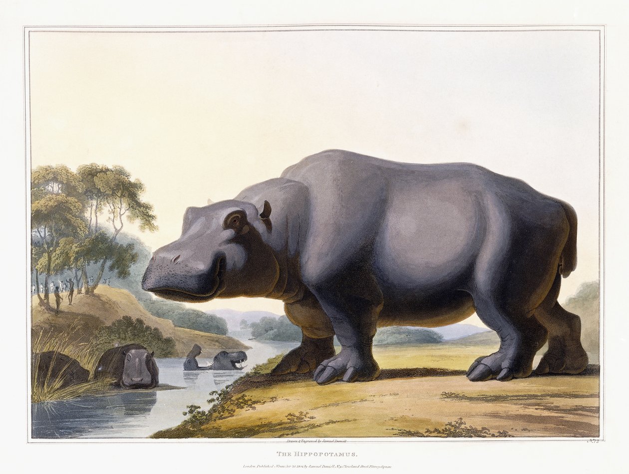 ヒポポタマス、1804年 作： サミュエル・ダニエル