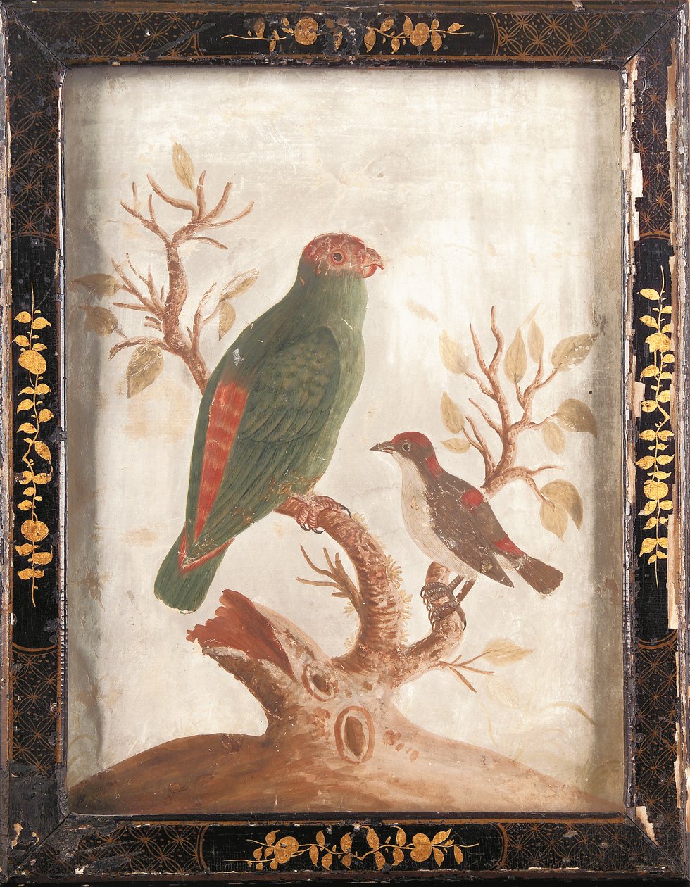 緑と赤のインディアン・インコ、1750年頃 作： サミュエル・ディクソン