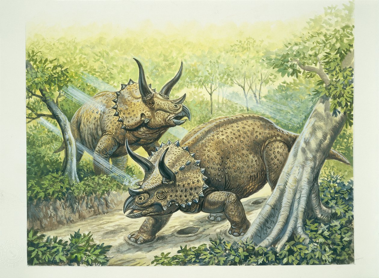 白亜紀のトリケラトプス ホリドゥス（カラーリトグラフ） 作： 学校イタリア語