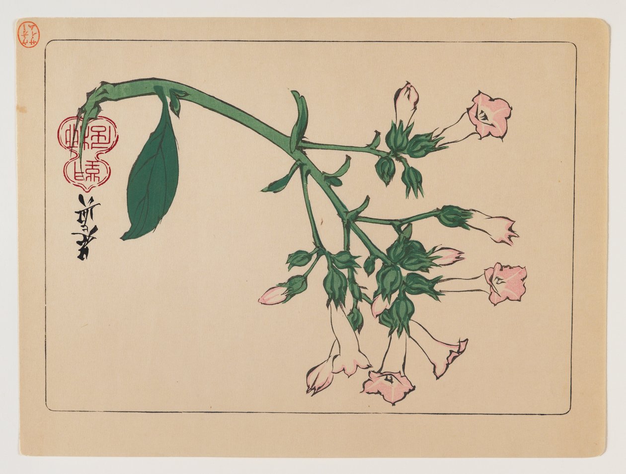 花くらべシリーズの草花、1880年頃（版木カラープリント） 作： 柴田絶心