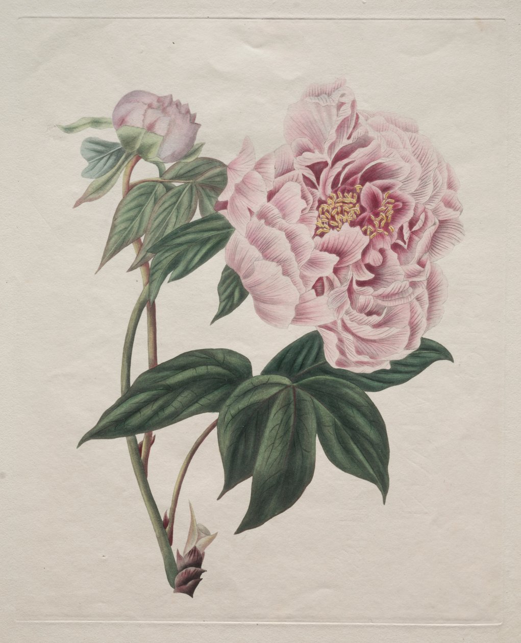 中国の木の牡丹 (Paeonia suffruticosa) 作： スミス