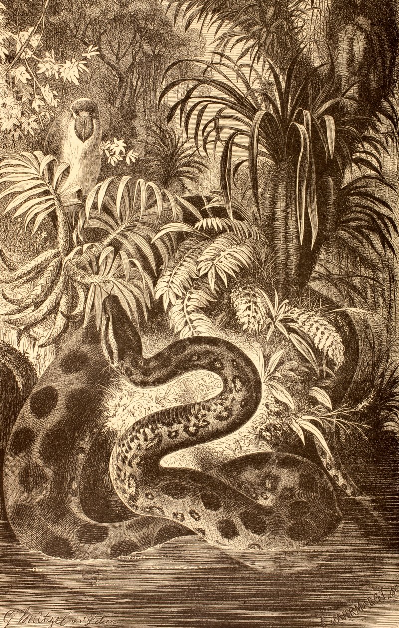 獲物を探しているアナコンダ、スペインで出版された「La Vida de los Animales」からc.1885 作： スペイン語学校