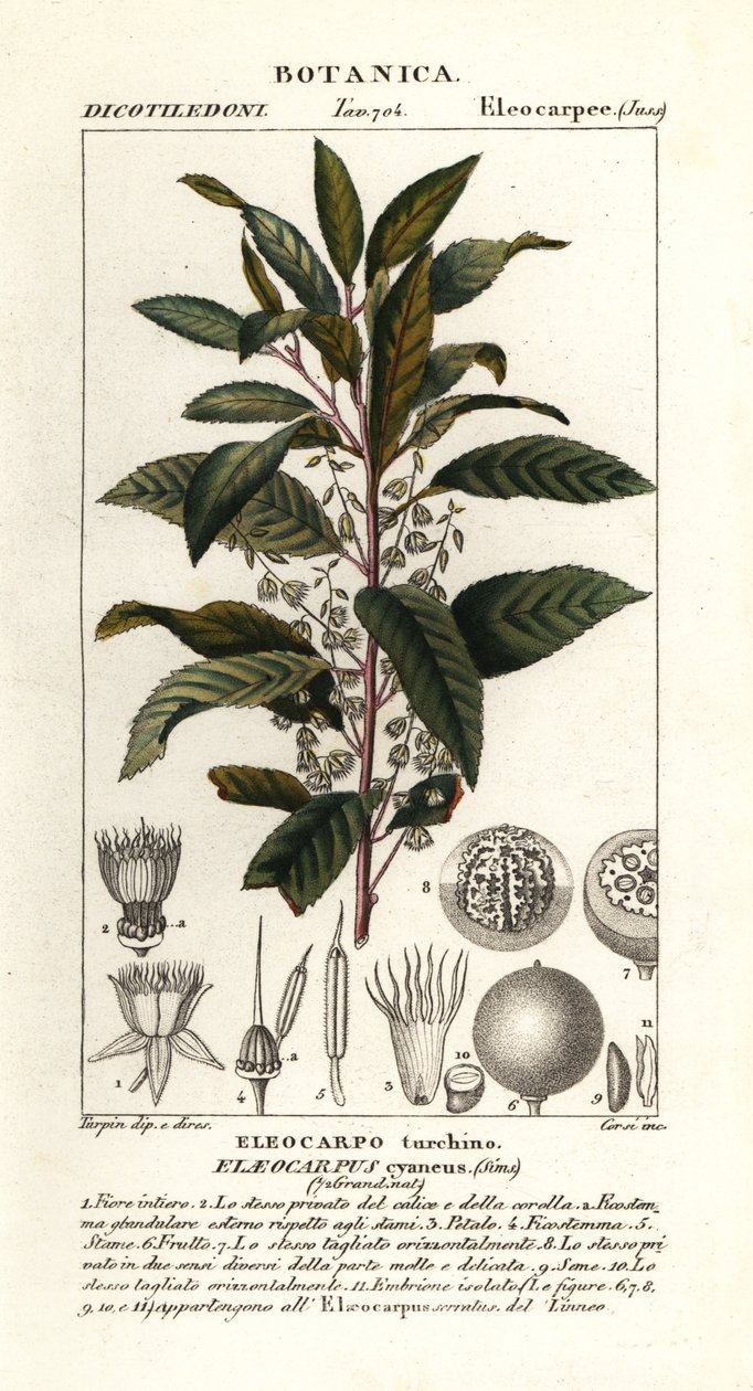 ブルーベリー灰、Elaeocarpus cyaneus 作： スタンギスタンギ