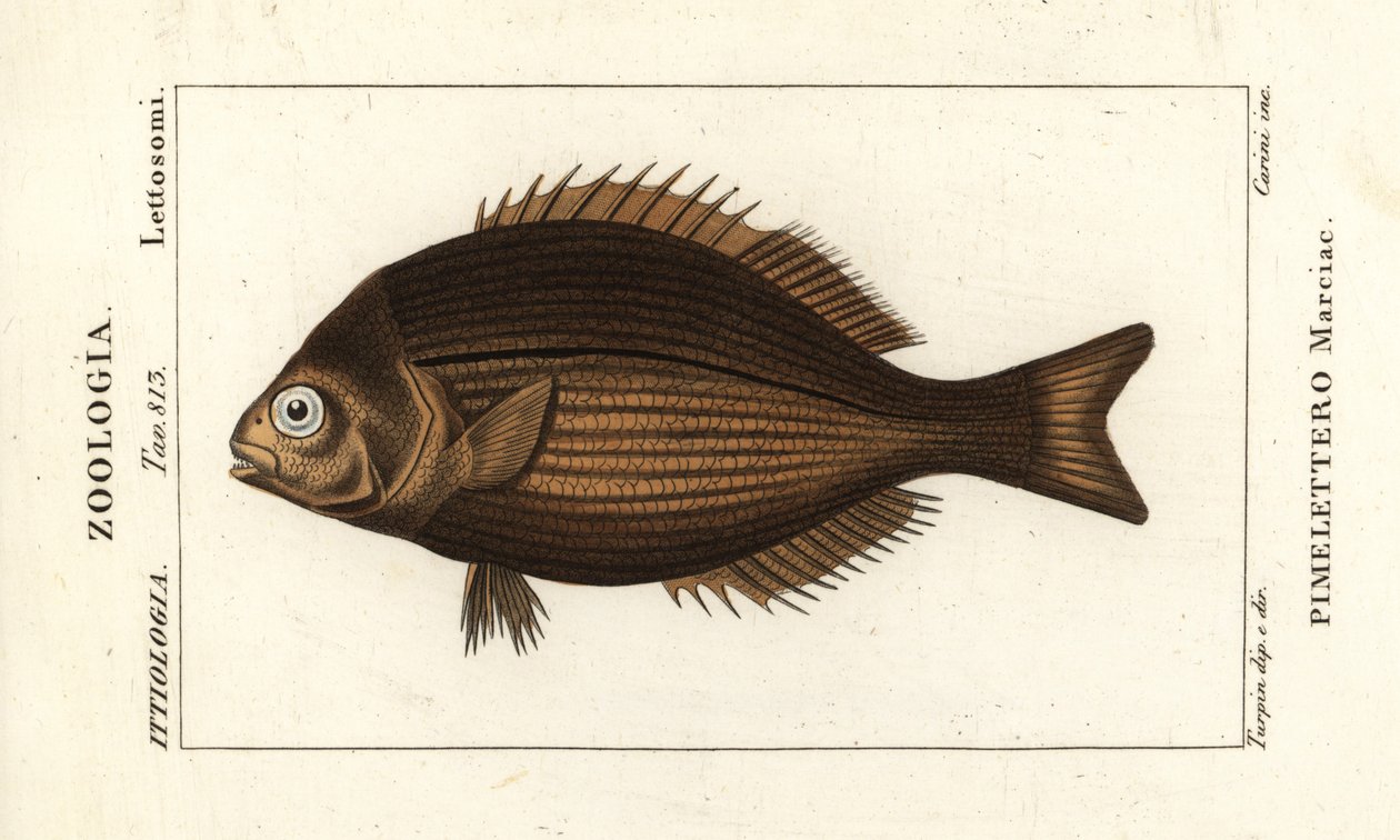 アブラナ科、Kyphosus vaigiensis 作： スタンギスタンギ