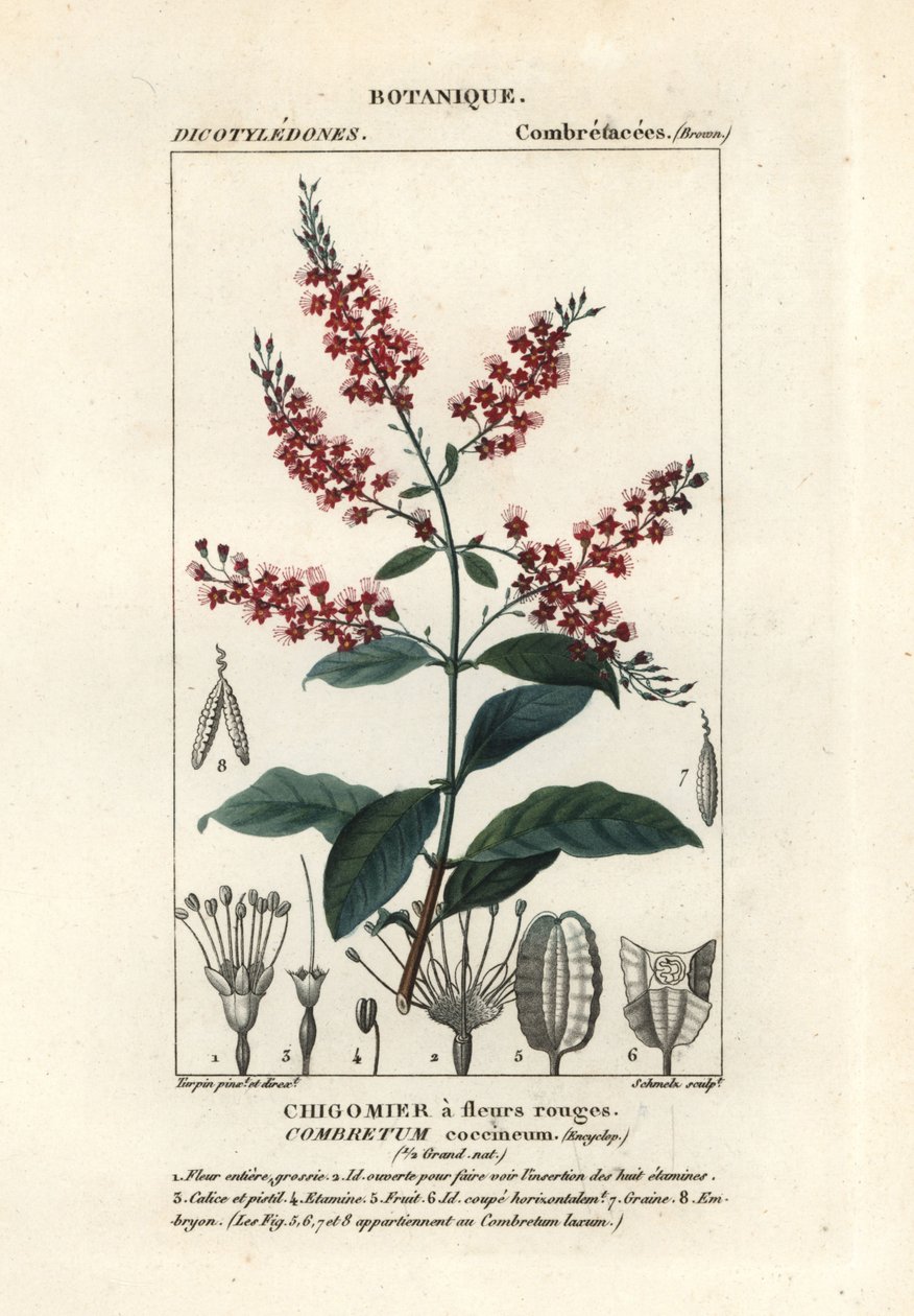ブッシュウィロー、Combretum coccineum 作： スタンギスタンギ