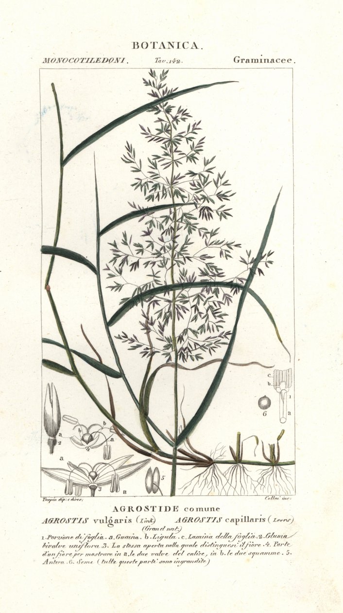 一般的な曲がり、Agrostis capillaris 作： スタンギスタンギ