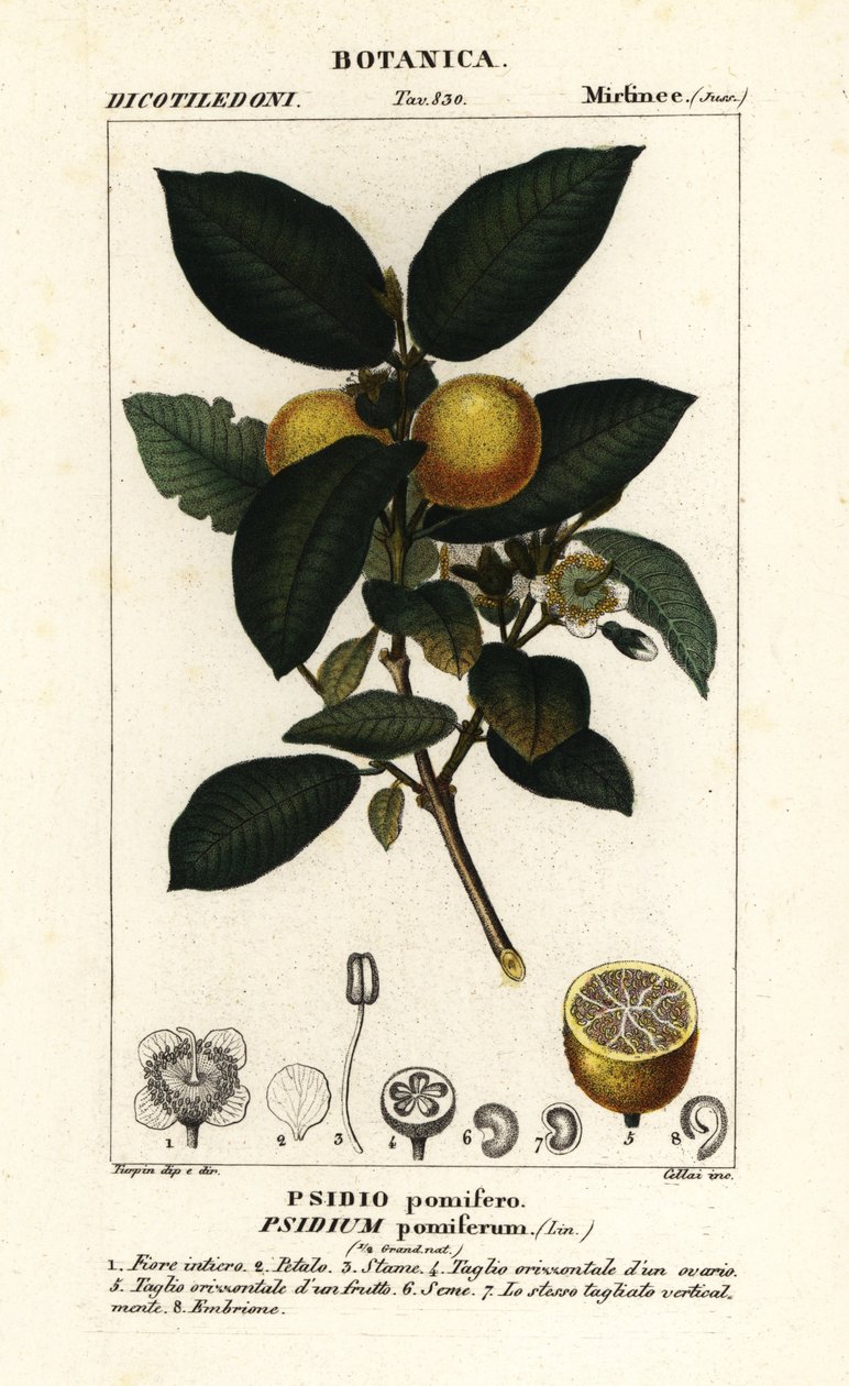 一般的なグァバ、Psidium guajava 作： スタンギスタンギ