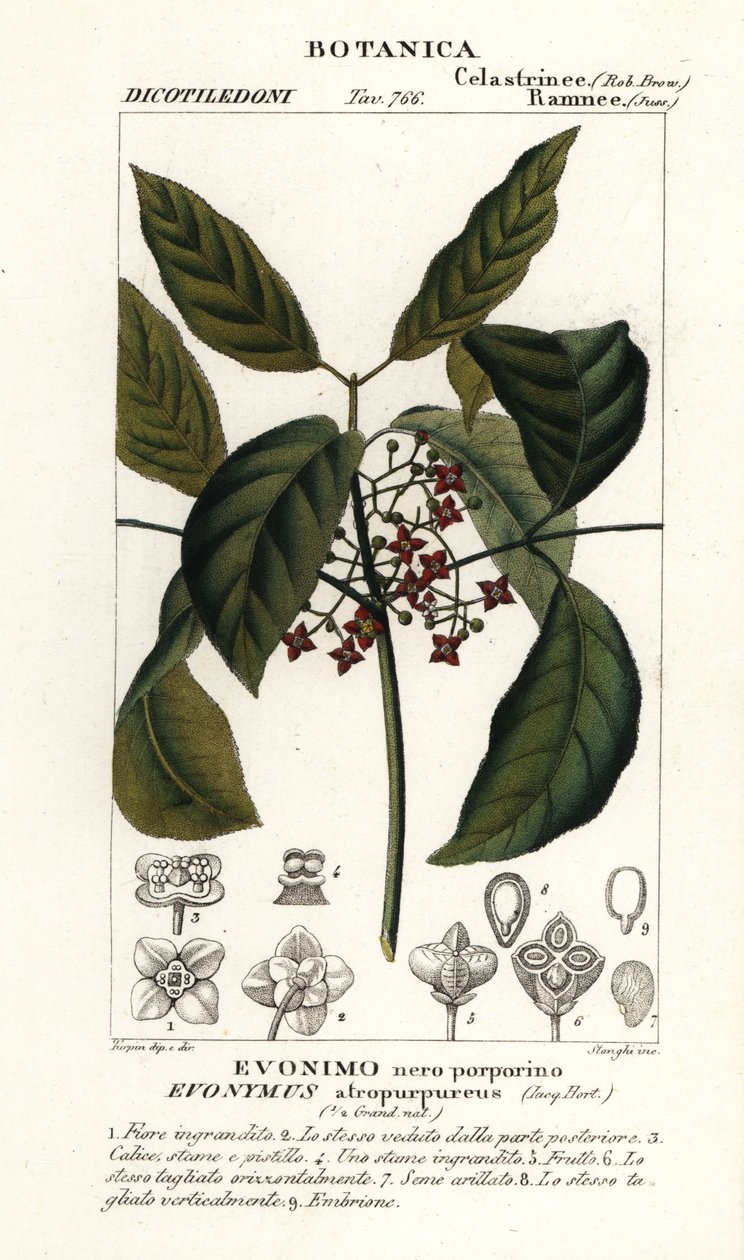 ハミルトンの紡錘木、Euonymus hamiltonianus 作： スタンギスタンギ