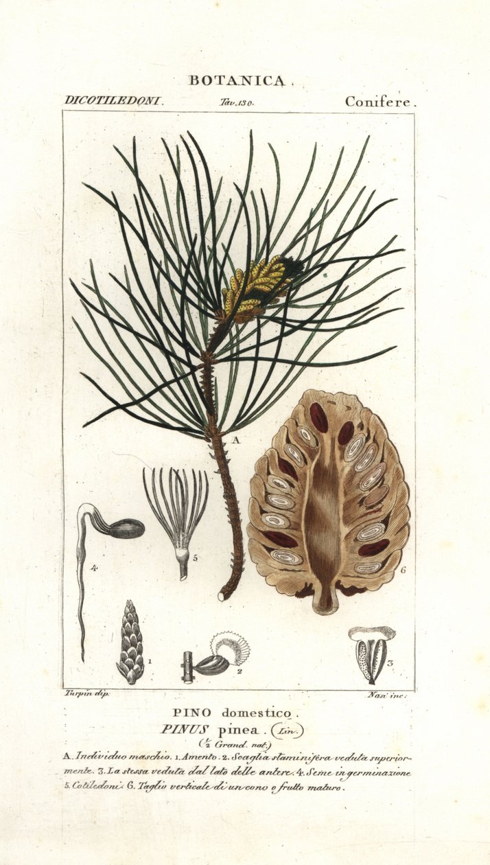 イタリアンストーンパイン、Pinus pinea 作： スタンギスタンギ