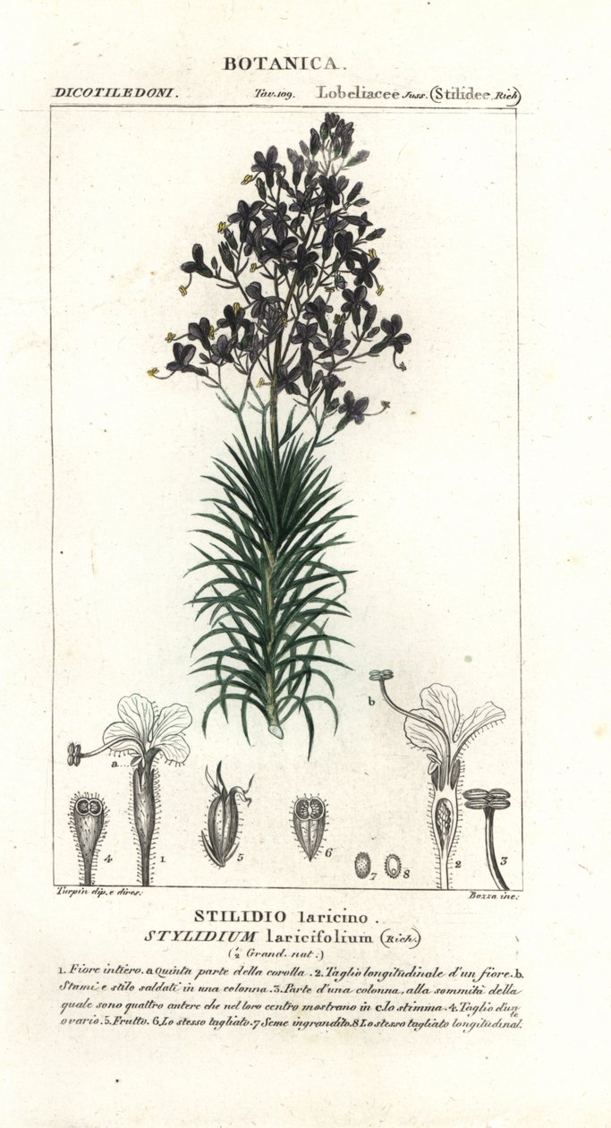 カラマツの葉または木のトリガープラント、Stylidium laricifolium 作： スタンギスタンギ
