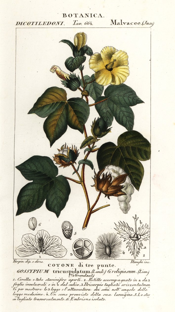 メキシコ綿、Gossypium hirsutum 作： スタンギスタンギ