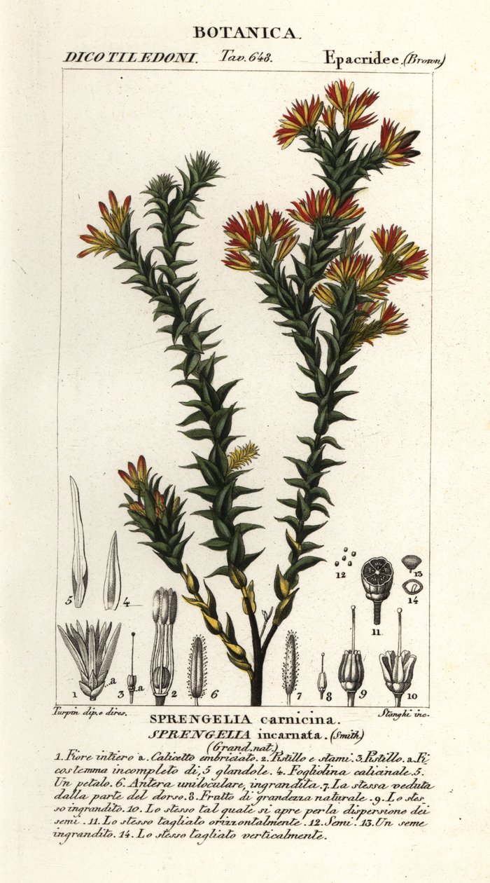 Pink swamp heath, Sprengelia incarnata   1399489   ja       japanese Successfully Translated  Original: Textielfragment Translat: Textielfragment 1328479 ja japanese Successfully Translated Original: Illustration til Salomon Gessners "Abels død", 1764 Tran 作： スタンギスタンギ