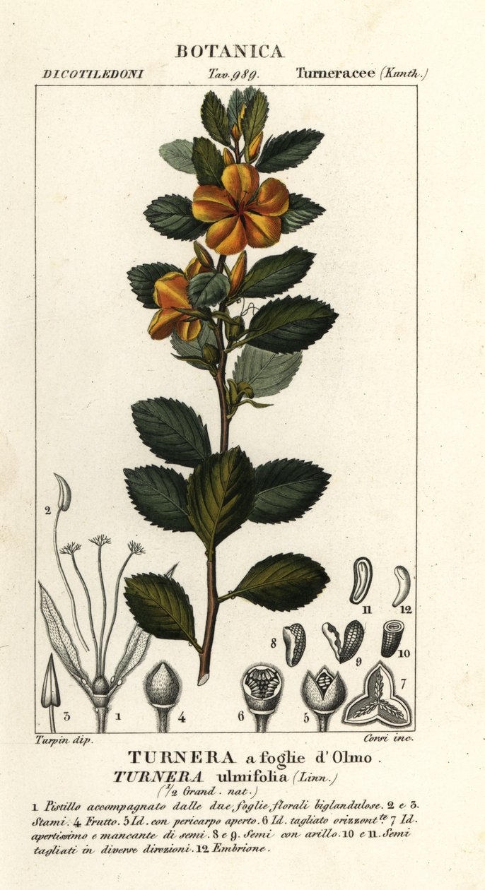 イエローハンノキ、Turnera ulmifolia 作： スタンギスタンギ