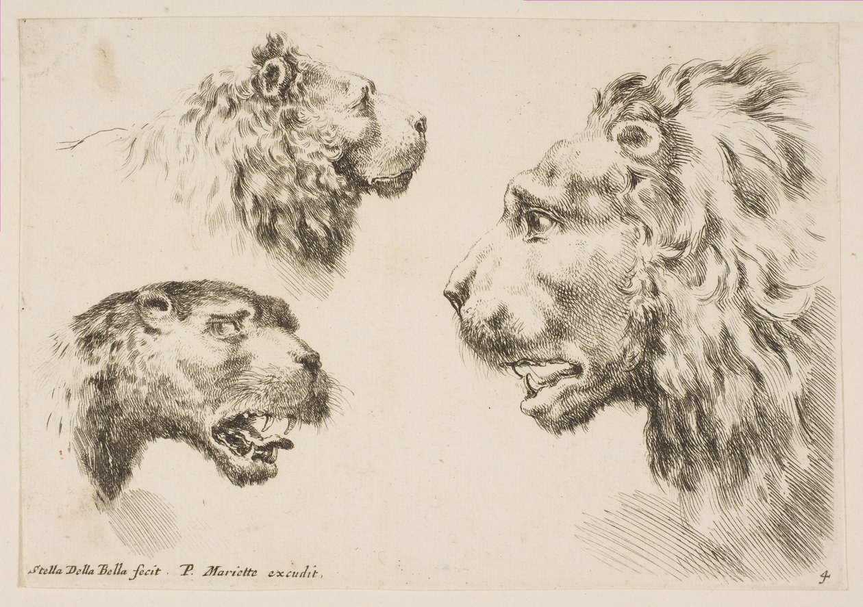 3人のライオンの頭、ca。 1641年。 作： ステファノ・デラ・ベラ