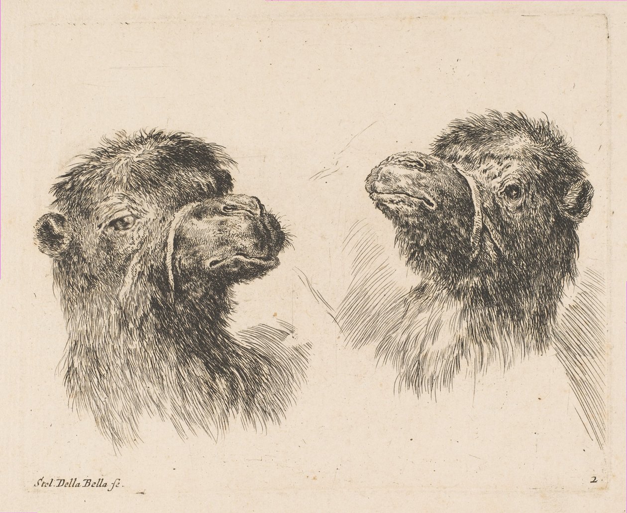 2つのキャメルヘッド、ca。 1641年。 作： ステファノ・デラ・ベラ