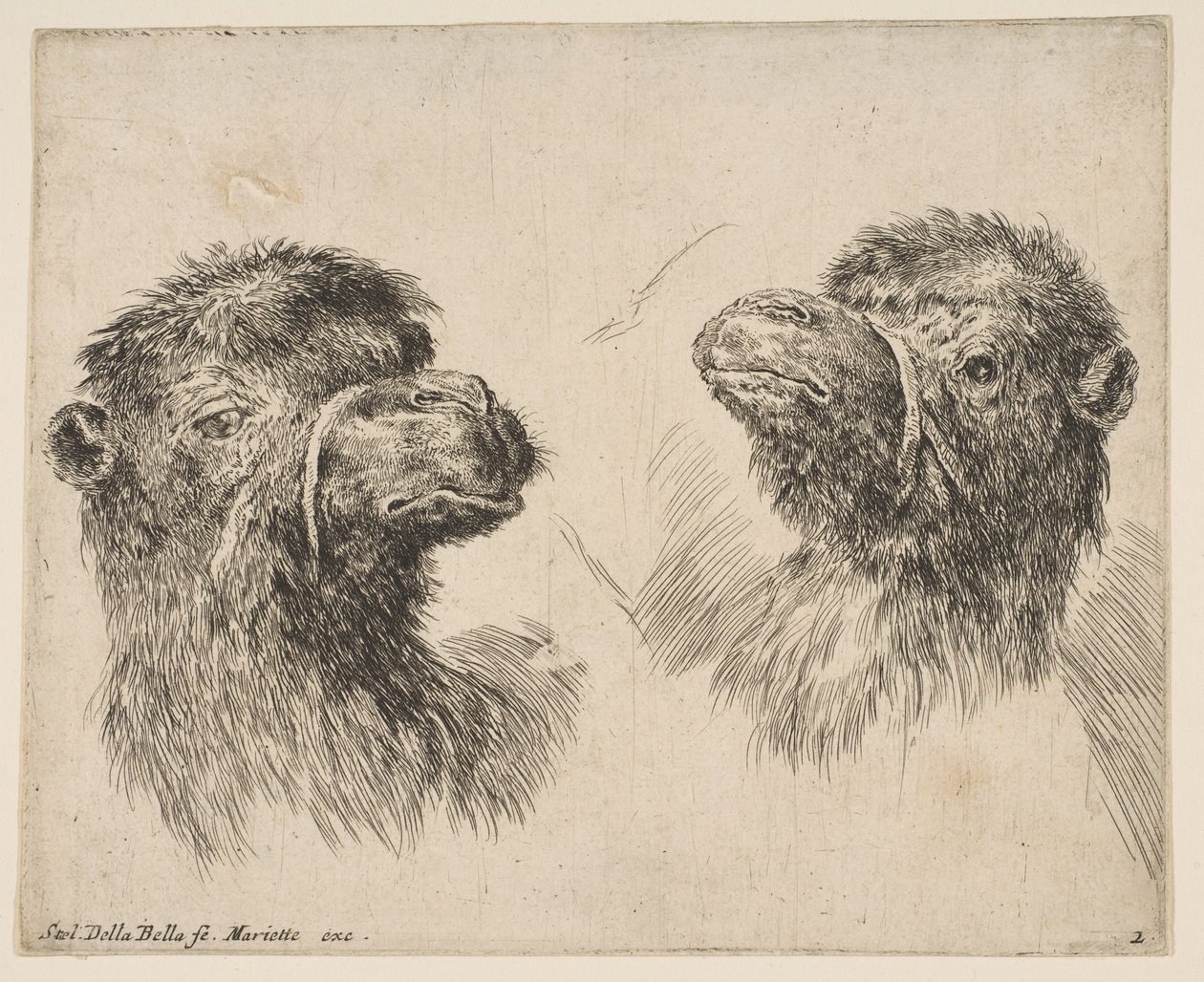 2つのキャメルヘッド、ca。 1641年。 作： ステファノ・デラ・ベラ