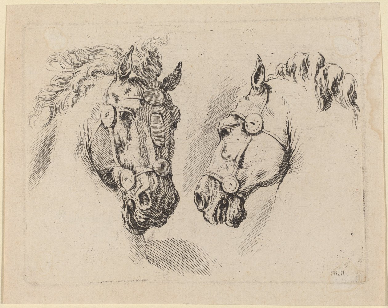 2 つの馬の頭、おそらく 1649 年。 作： ステファノ・デラ・ベラ