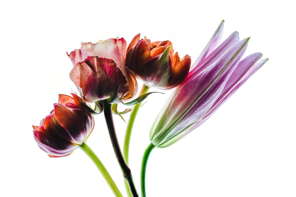 4つの花のグループ、2021年（写真） 作： スティーブ・ギャラガー
