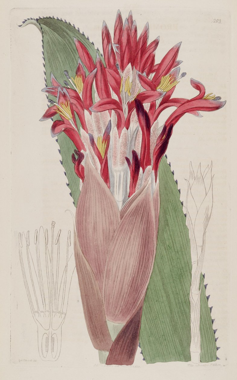 Aechmea nudicaulis（syn Bromelia nudicaulisとして）のイラスト 作： シデナム・ティースト・エドワーズ