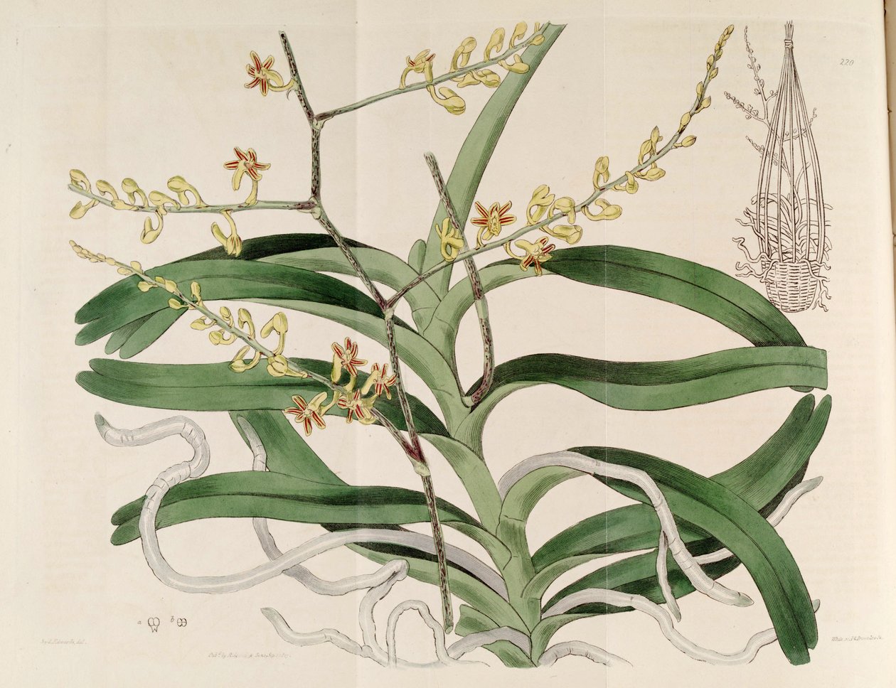 Cleisostoma paniculatum（syn。Aerides paniculata）のイラスト 作： シデナム・ティースト・エドワーズ