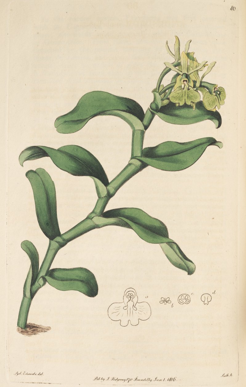 Epidendrum umbelliferum（syn。Epidendrum umbellatum）のイラスト 作： シデナム・ティースト・エドワーズ