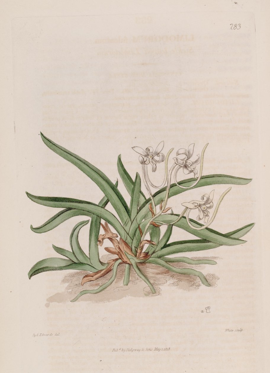 Neofinetia falcata（syn。Limodorum falcatum）のイラスト 作： シデナム・ティースト・エドワーズ