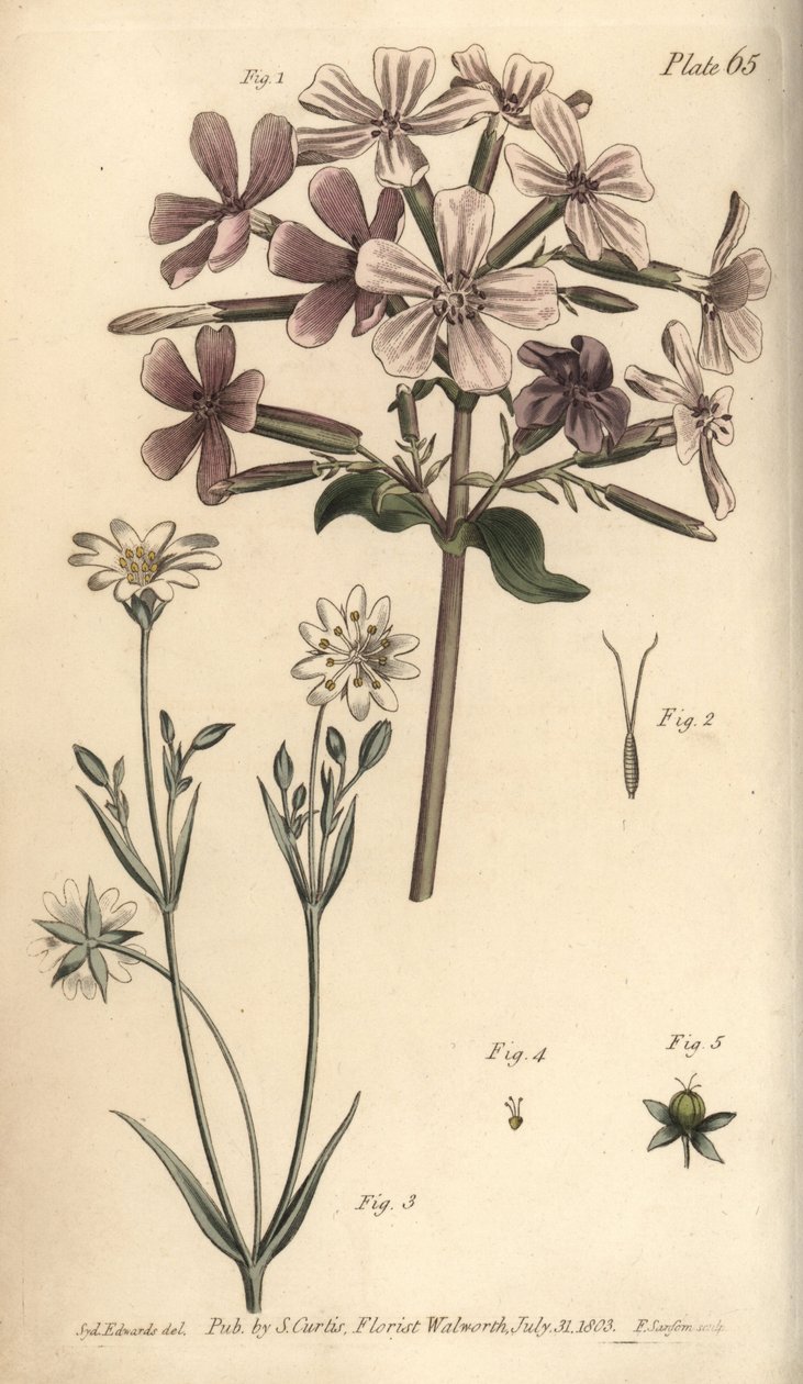 ソープワート、Saponaria officinalis、Digynia 作： シデナム・ティースト・エドワーズ