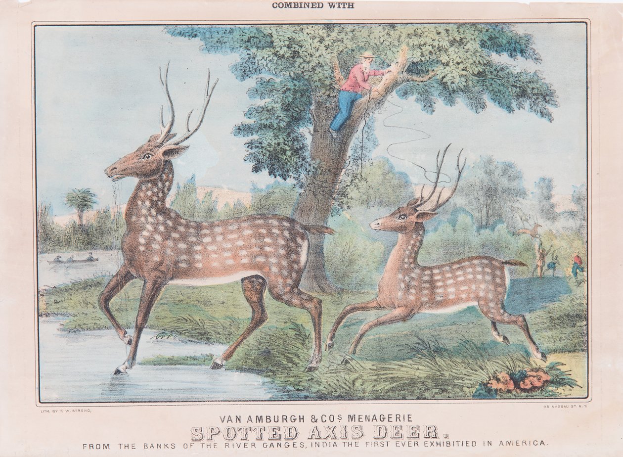 Spotted Axis Deer（紙にトイレ） 作： TWストロング