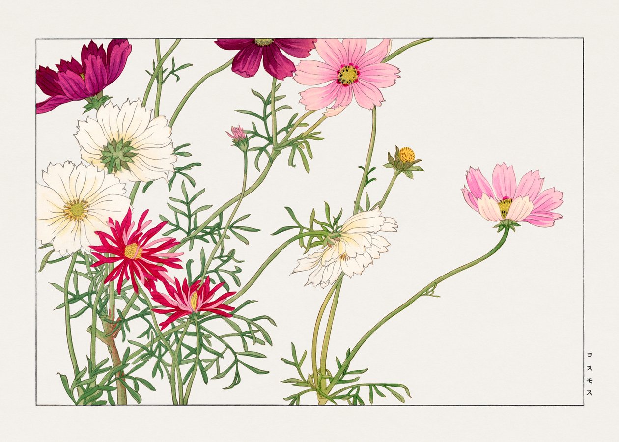 コスモスの花「西洋束風」より 作： 谷上小南